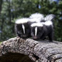 baby skunks