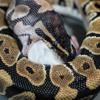 Snake consuming prey