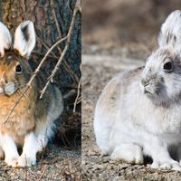 Canada: snowshoe hare