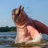 Amazon river dolphin emerging from the water