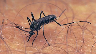 Aedes mosquito; mosquito-borne disease