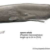 sperm whale