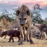 hyenas