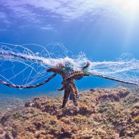Starfish caught in a gill net
