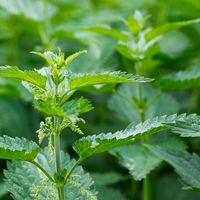 stinging nettle