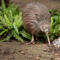 A brown kiwi from New Zealand