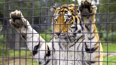 Tiger standing and leaning against the fence of its cage inside a zoo enclosure. (Animal habitat, rights, conservation, endangered species, animals, barrier)