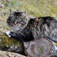 Norwegian Forest cat