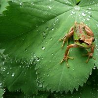 Northern Pacific tree frog