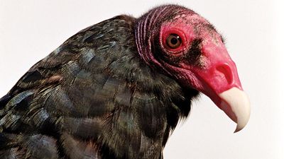 turkey vulture. vulture. Close-up of a head and beak of a Turkey vulture (Cathartes aura).