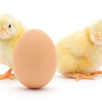 Chicks and an egg