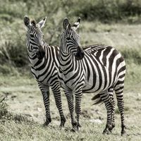 Pair of zebras