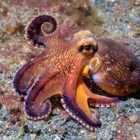 veined, or coconut, octopus