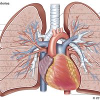 Pulmonary vein diagram.