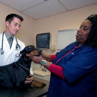 Doberman pinscher at the vet