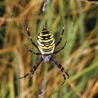 wasp spider
