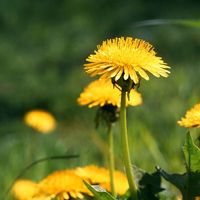 Dandelions