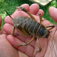 Giant wētā