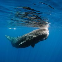 Sperm whales (Physeter macrocephalus)