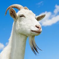 Goat