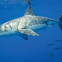 White shark (Carcharodon carcharias)
