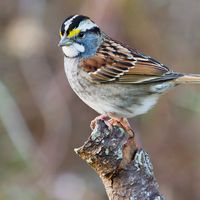 White-throated sparrow (Zonotrichia albicollis)