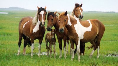 Band of horses in the saltmarsh at Assateague Island National Seashore, Maryland, Virginia, NPS. Assateague's wild horses are actually feral animals, descendants of domestic animals that have reverted to a wild state.