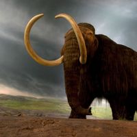 Woolly mammoth (Mammuthus primigenius)